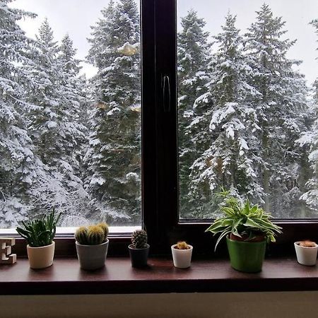 Pine Tree Apartment / Borovets Gardens Buitenkant foto